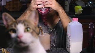 ASMR SALTY CHOCOLATE MILK  먹방  Miso Cat Interruptions 고양이 [upl. by Cotsen]