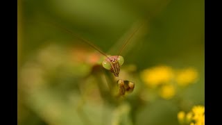 Tokina 100mm F28 Macro amp Nikon D610 [upl. by Pretrice]