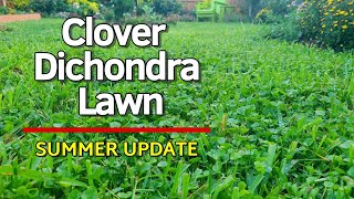 Clover and Dichondra Lawn  Summer Update June 2024  Lawncare and Landscape Maintenance [upl. by Sayce]