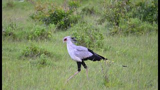 Secretary bird vs snake  Secretary bird  Wildlife  wildlife amazon living  CamWhitnall NatGeo [upl. by Boeke929]