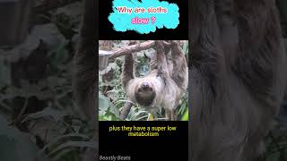 Why are sloths slow   animals facts animals wildlife [upl. by Amron]