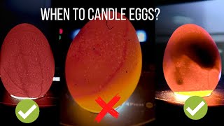 When to Candle Chicken Eggs  What is a Red Ring [upl. by Barvick]