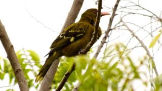 Green Oriole Call birds birdsounds [upl. by Harding869]