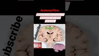 Coronal Sections of Brain  Fornix  Anatomy  Brain anatomy brain neuroscience neuro [upl. by Arten595]