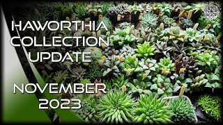 Haworthia Collection Update Tour  November 2023  Cactus amp Succulent Collection [upl. by Rothberg121]