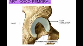 ARTICULACION DE LA CADERA [upl. by Neerual]