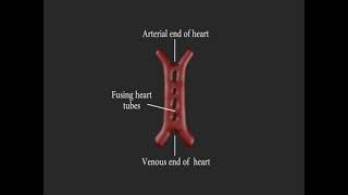 Embriología cardiovascular resumen [upl. by Hairakcaz]