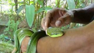 Red Tailed Racer II Gonyosoma oxycephalus Snake in Thailand [upl. by Andreana]