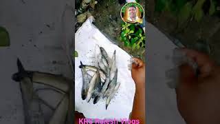 andhra Style Korameenufish Pulusuకొరమీను పులుసుVeral meenu [upl. by Ainalem]