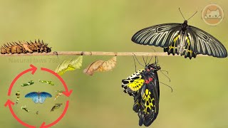 Life Cycle Of A Butterfly From Eggs To Full Grown Butterflies Natural laws 786 [upl. by Clarkin840]