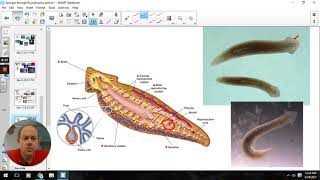 flatworms and roundworms [upl. by Harrie]