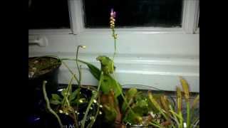 Drosera capensis Cape Sundew flowering  Three week timelapse [upl. by Enigroeg141]