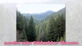 เพลง ดิวิชันพืช 2  ครูชุชีววิทยา COVER เพลงเผลอรักหมดใจ  บี้ เดอะสตาร์ [upl. by Viola]