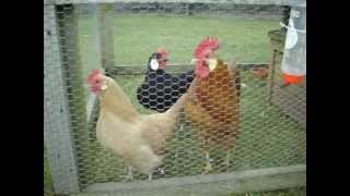 My Ancona bantams and Minorca bantams [upl. by Cilo]