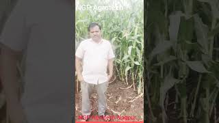 Ngb Agrotech chi Kamal 3mahinyt 120lakh che utpann [upl. by Einahets]