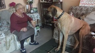 Great Dane Dog will have you Rolling On the Floor Laughing 😂 [upl. by Enrahs359]