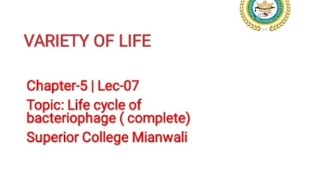 Lytic and Lysogenic Cycle of Bacteriophages  Life cycle of Bacteriophages 11 Class Biology [upl. by Anawed]