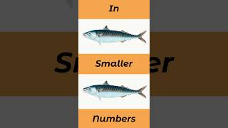 Where To Catch Mackerel In The UK And Europe seafishinguk [upl. by Azarria]