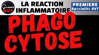 La PHAGOCYTOSE à la fin de la REACTION INFLAMMATOIRE  IMMUNOLOGIE  PREMIERE SPECIALITE SVT [upl. by Inail310]