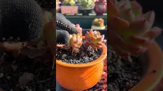 Useful tips for succulents 🪴 suculentas 다육이들 多肉植物 garden Shorts [upl. by Atilef]