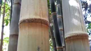 Dendrocalamus brandisii Bamboo  HD 02 [upl. by Raab38]