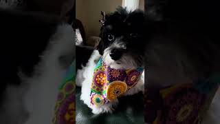 I got groomed today🥰 cute doglover doggroom pets havanese [upl. by Averil]