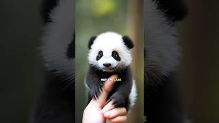 How baby panda 🐼 do 💩animals shorts [upl. by Werbel]