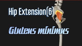 Hip Extension6Gluteus minimus muscle [upl. by Onimod6]