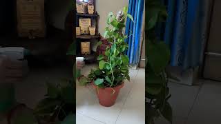 Money plant care tips [upl. by Mercado]