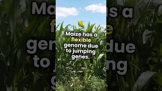 Maize has flexible genome due to jumping genes biologyfacts [upl. by Zulema793]