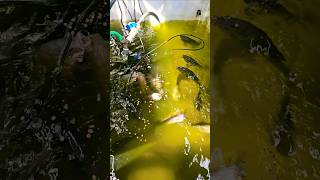 Aquaponics Talapia Feeding shorts [upl. by Stillas715]