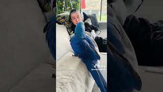 Ronnie Radke chilling with Daisy on soft rock tunes ❤️ TikTok 62024 [upl. by Agem]