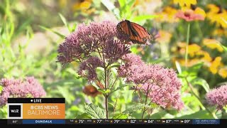 Ladew Gardens Butterfly House allows native pollinators to thrive [upl. by Wasserman]