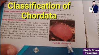 Classification of Chordata XI Biology [upl. by Isyed43]