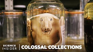 Why 11 Million Embalmed Specimens Are Stored In The Field Museums Basement  Colossal Collections [upl. by Aikaz]