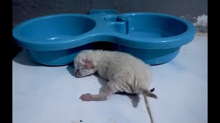 Grey Cat Giving Birth White Persian Kitten [upl. by Janine]