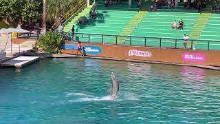 Miami Seaquarium Flipper Dolphin Show [upl. by Anelehs]