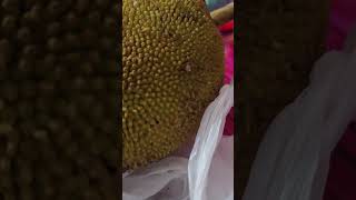 The Marang is a fruit tree native to Mindanao Marang as it is known in Mindanao [upl. by Soisatsana]