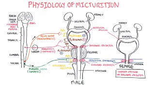 Physiology of Micturition [upl. by Stevenson434]