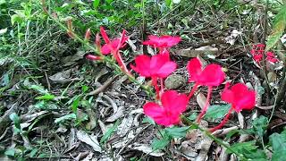 Plumbago indica Rath nitulරත් නිතුල් [upl. by Ecydnarb317]