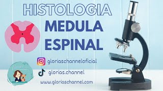 Histología para Medicina Médula espinal [upl. by Zacharia]