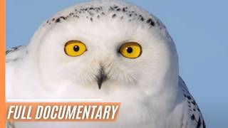 Snowy Owl Magic Natures Silent and Mysterious Guardians  Full Documentary [upl. by Demmy]