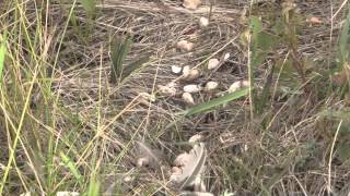 Montana Upland Bird Hunting 2014 [upl. by Eentirb]