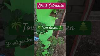 Terrace gardening tower garden tupuru tupuru amazing hindisong wintercollection viral shorts [upl. by Demitria174]