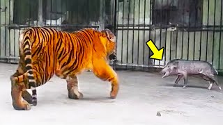 They Threw Piglets in a Tigers Cage The Tigers Reaction Is Shocking [upl. by Louie]