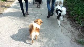 Thai Bangkaew Dogs on their walk [upl. by Aihsele]