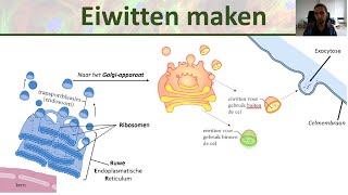 Celorganellen  ER Golgi systeem en meer  Binas 79 D  Inleiding biologie 2 [upl. by Acirt]