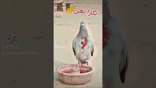 Racer Pigeon  What a Brave Racer Pigeon Masha Allah  Waooow 😱🤯😎 racerkabootar shortvideo [upl. by Atinhoj793]