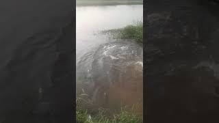 Hippos visits kid swimming in River dam😳😳😱😱😂😂 [upl. by Imena]