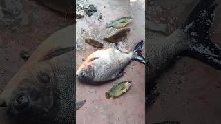 Fish recipes youtubeshorts anirudh tamil music shots shorts [upl. by Nidla802]